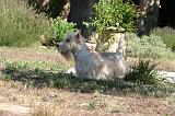 SCOTTISH TERRIER 272